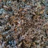 Sargassum Seaweed