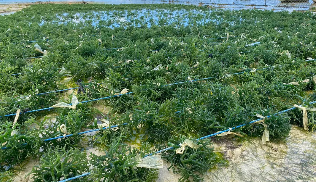 cover-cottoni-69d32e486fb96