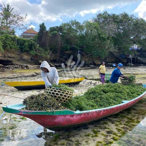 farmer new 1 farmer new 1