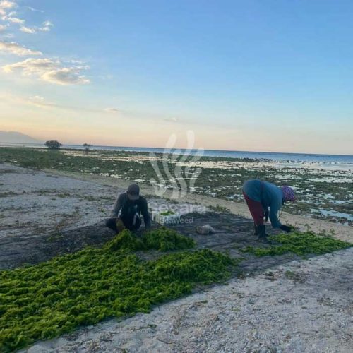 farmer new 7 farmer new 7