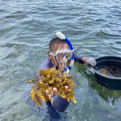 farmer new 8 farmer new 8