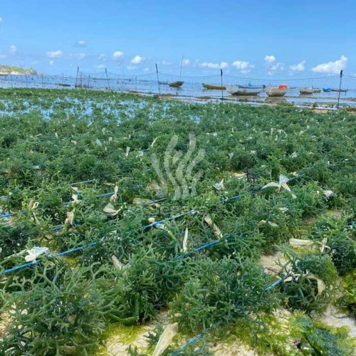 farmsite new 12 farmsite new 12