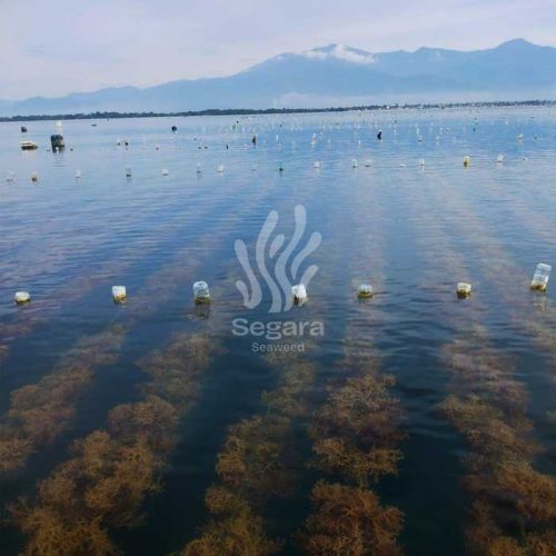 farmsite new 8 farmsite new 8