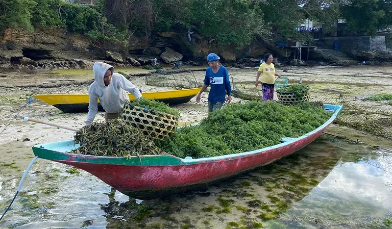 indonesia-seaweed-supplier-for-export-high-quality-you-can-truly-trust-69d33a6561a36