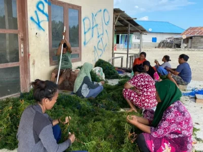 produk-cottonii-10-69d332e1b5e9d produk-cottonii-10-69d332e1b5e9d