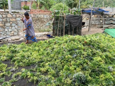 produk-cottonii-11-69d332e225d2f produk-cottonii-11-69d332e225d2f