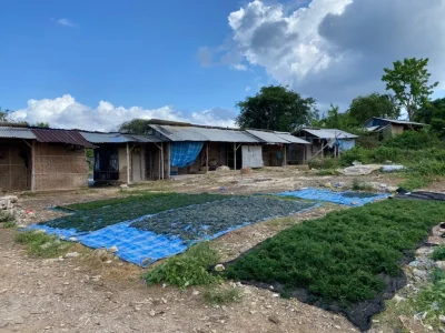 produk-cottonii-12-69d332e2b4ddf produk-cottonii-12-69d332e2b4ddf