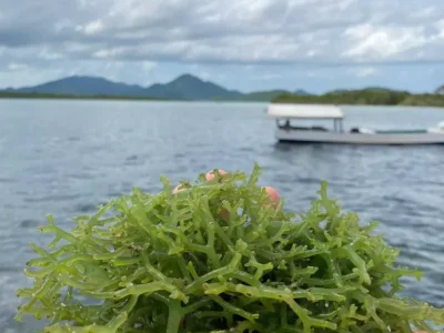 produk-cottonii-4-69d332df26f0a