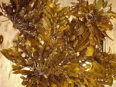 produk-sargassum-10-69d33607e5aa9 produk-sargassum-10-69d33607e5aa9