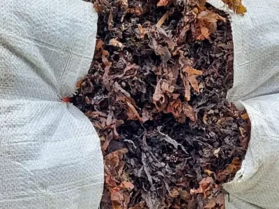 produk-sargassum-11-69d33608b858a produk-sargassum-11-69d33608b858a