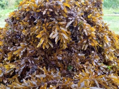produk-sargassum-12-69d33608adec4 produk-sargassum-12-69d33608adec4