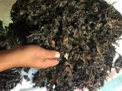 produk-sargassum-7-69d33606eecec produk-sargassum-7-69d33606eecec