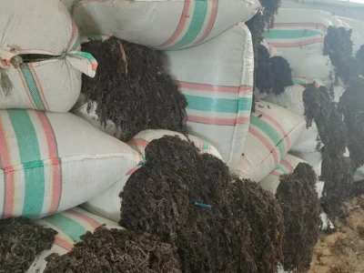 produk-sargassum-8-69d336072318e