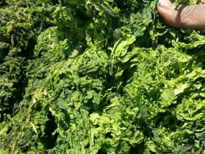 produk-ulva-12-69d33828e6b75