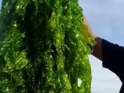 produk-ulva-2-69d33824b4f0f