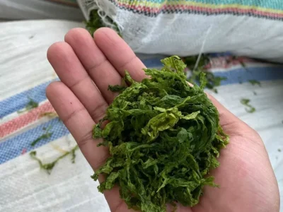 produk-ulva-3-69d3382580f62 produk-ulva-3-69d3382580f62