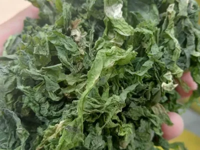 produk-ulva-5-69d338265429a produk-ulva-5-69d338265429a