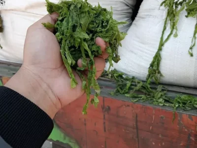 produk-ulva-8-69d3382749f6e produk-ulva-8-69d3382749f6e