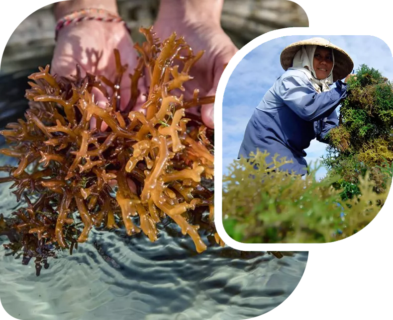 profil-segara-sewaweed-69ccc5a0bdaa7