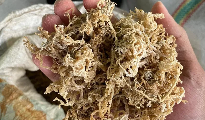 the-secret-behind-indonesia-dried-seaweeds-worldwide-popularity-69d33a66adcb9