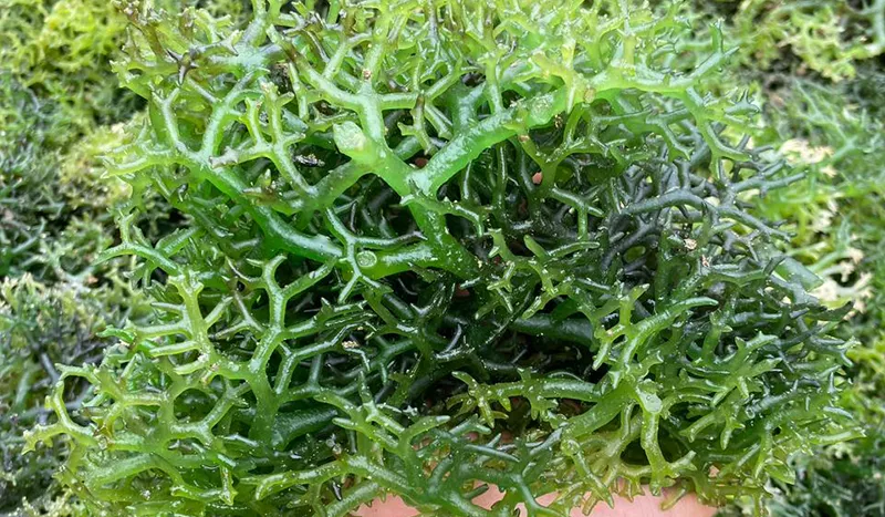 the-untold-truth-about-indonesian-seaweed-types-and-their-uses-69d33a6561a0b